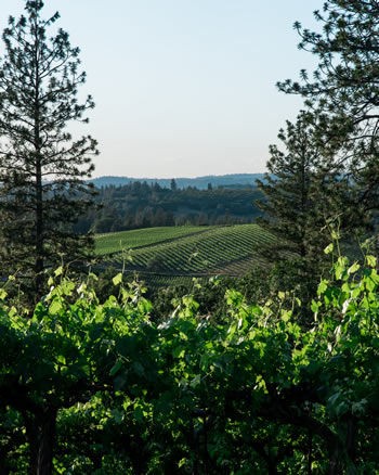 Vineyard and hills in summer