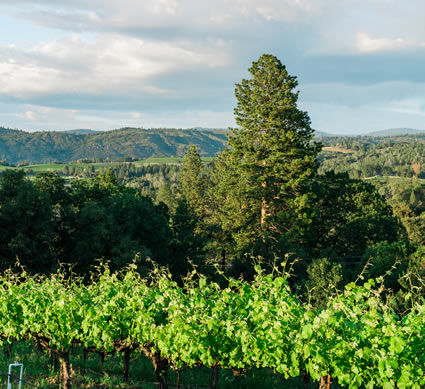 vineyard and hills